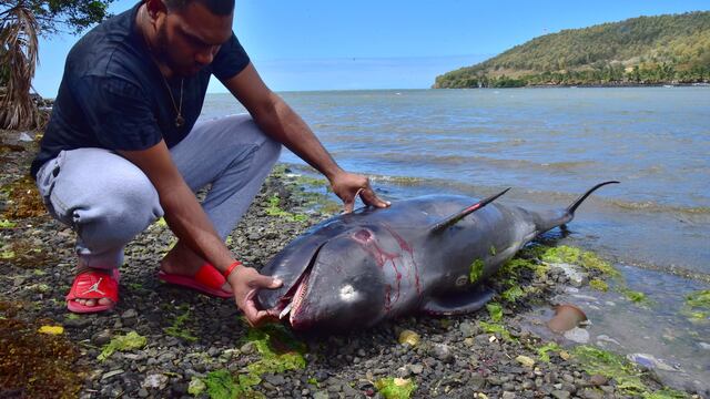 Delfines mueren en Mauricio