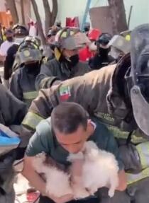 Rescate de perrito tras explosión en la Pensil