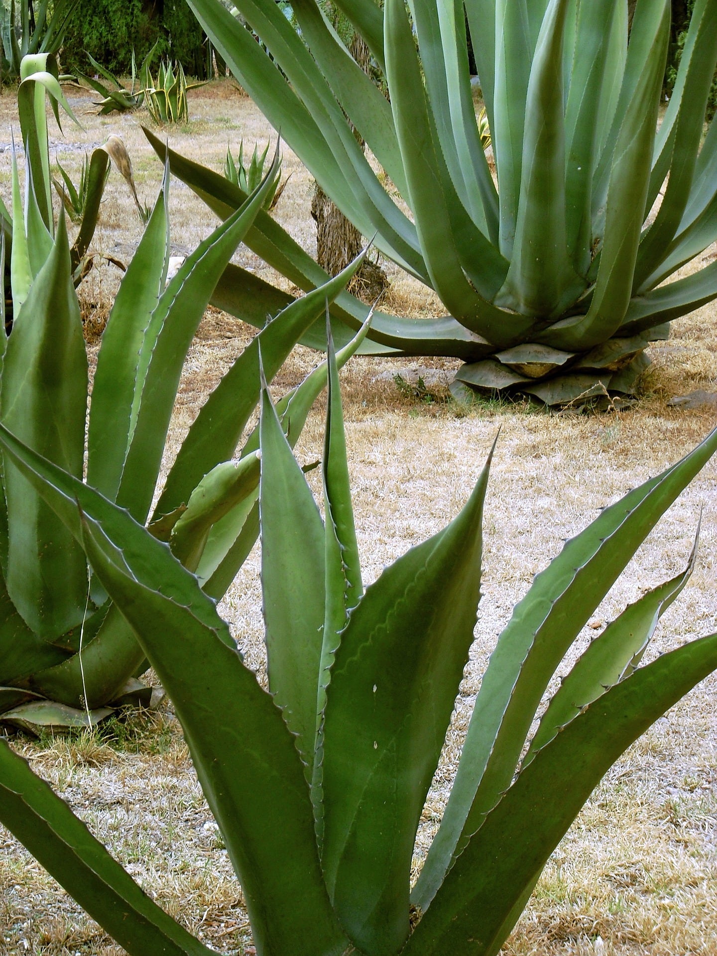Maguey