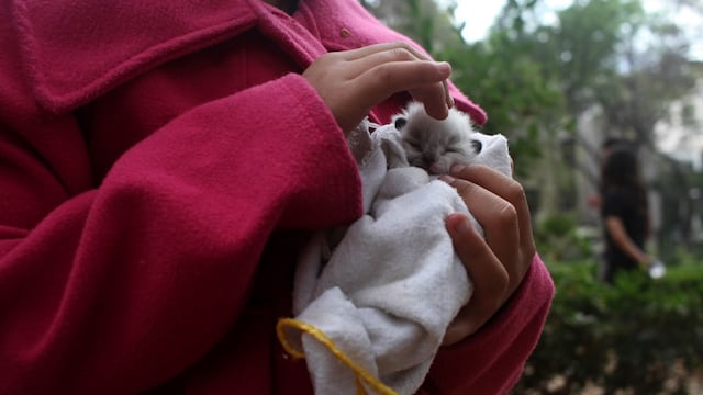 Venta de animales en Jalisco.