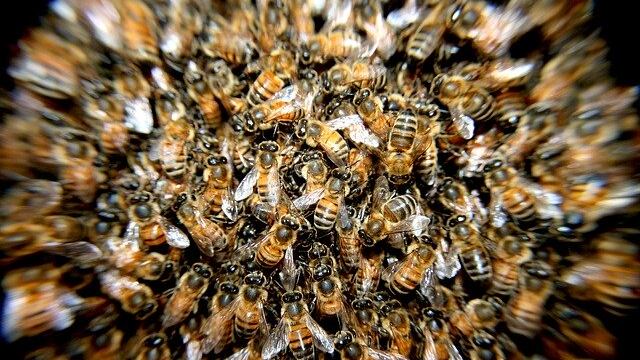 Enjambre de abejas