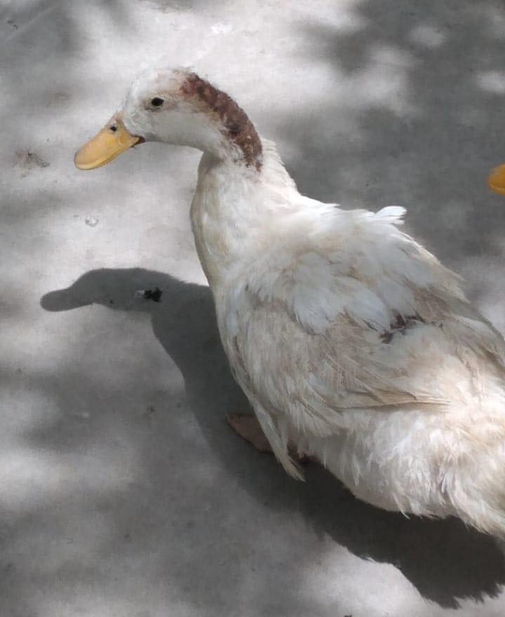 Animales en pésimas condiciones en Parque Central