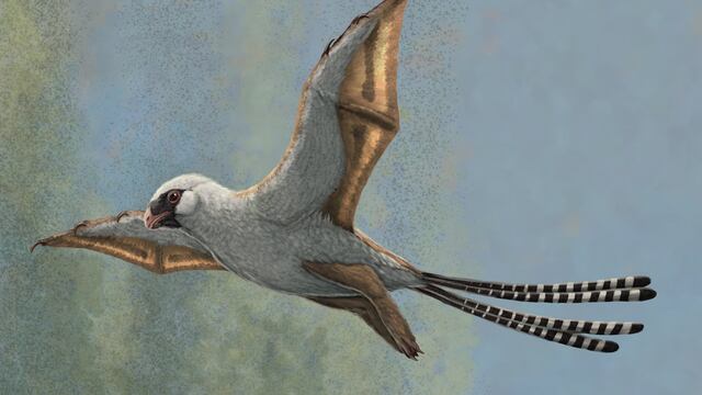 Ambopteryx