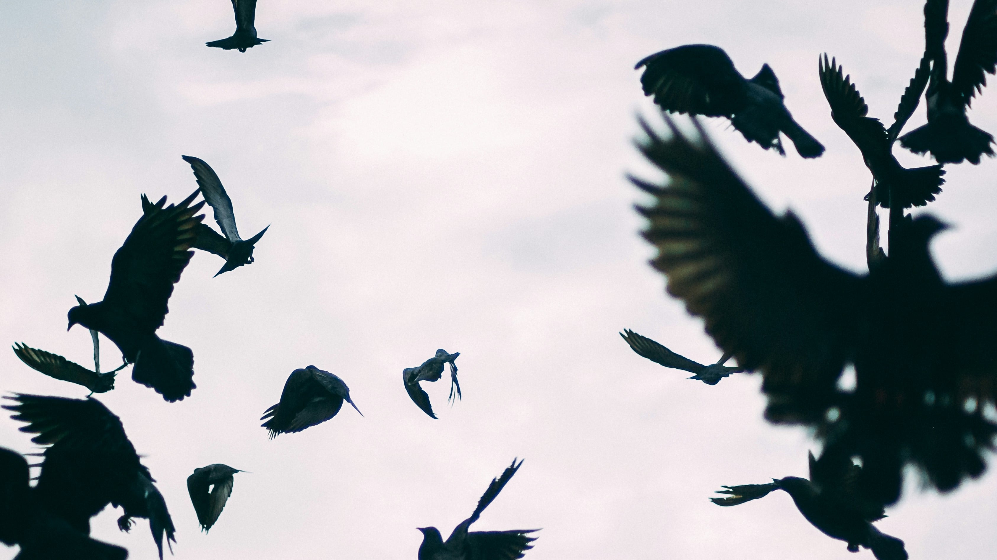 Cuervos en Tel Aviv durante la guerra con Irán: qué significa su presencia