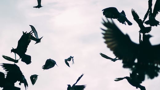 Cuervos en Tel Aviv durante la guerra con Irán: qué significa su presencia