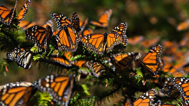 Destacan compromiso trinacional por preservar mariposa monarca