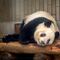 Chinju-ya, restaurante en Japón que tiene oso panda y mapache en el menú
