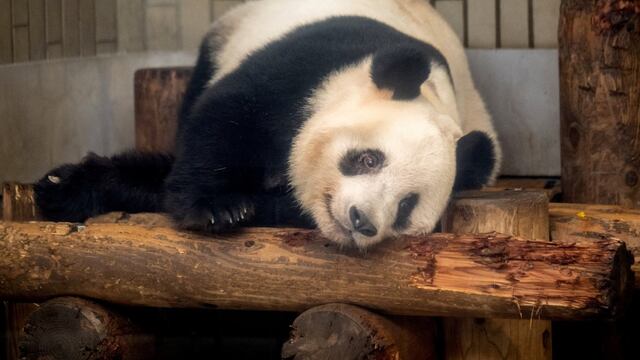 Restaurante en Japón tiene al oso panda y mapache en su oferta gastronómica