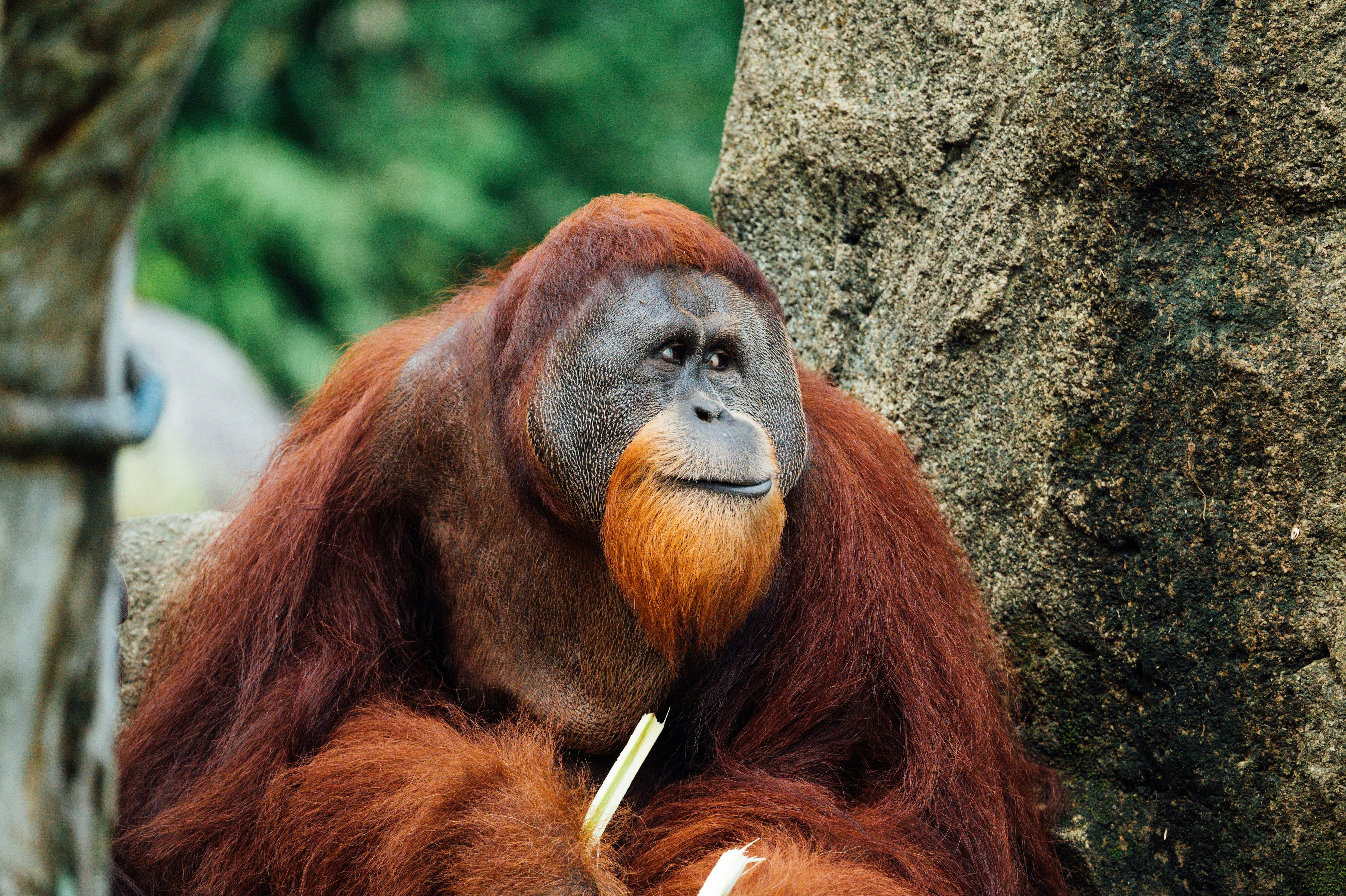 Orangután