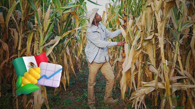 Estados Unidos fue el principal beneficiado de la importación de maíz por parte de México