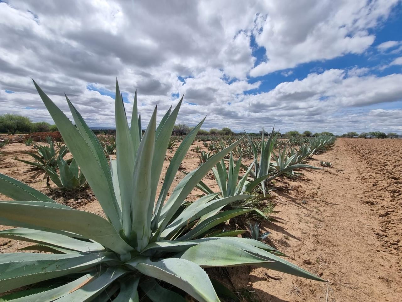 Mezcal de Aguascalientes es galardonado como uno de los mejores de México