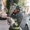 Héroes: bomberos de CDMX rescatan a un gatito atrapado en una palmera de la colonia Anáhuac