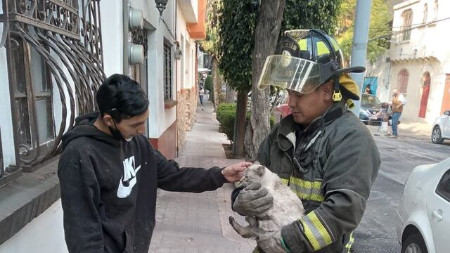 Bombero rescata a gato en CDMX