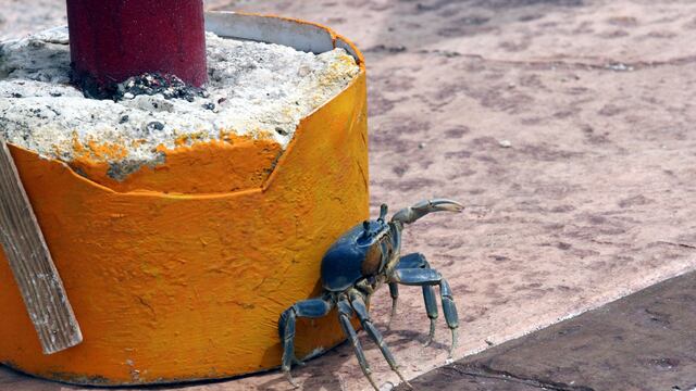 Foto: AMARANTA PRIETO/CUARTOSCURO