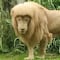 Revive foto de león en zoológico de China y se vuelve viral por su corte de cabello