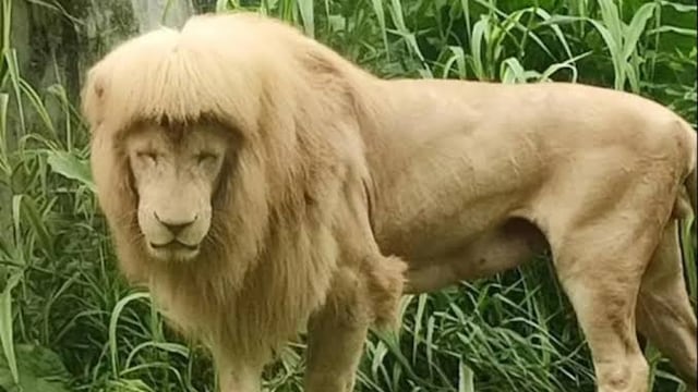Un león de un zoológico en China, se hace viral por su corte de cabello en la melena