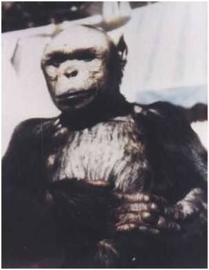 ¿Quién es Oliver? El supuesto eslabón perdido entre el hombre y el mono