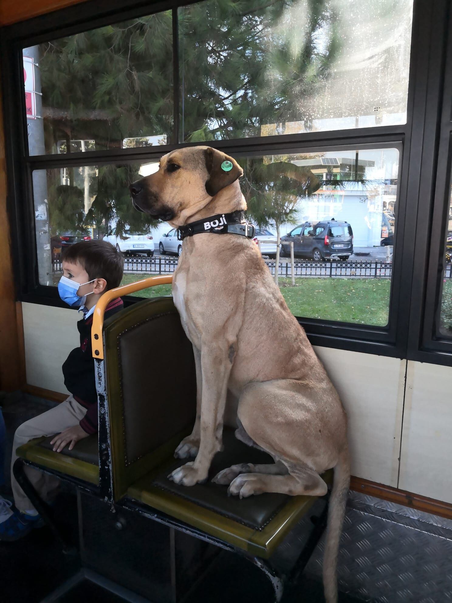 Boji, perrito que recorre Estambul