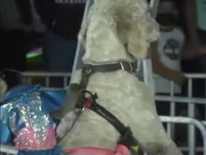 Carrera de monos montados en perros