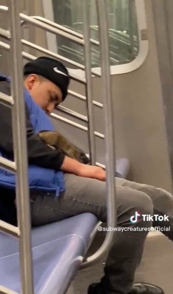 Pasajero se duerme en el vagón de metro y una rata le recorrió el cuerpo