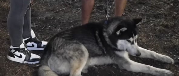 Perro husky salvó a su dueño de morir en la explosión de la pipa en Iztapalapa.