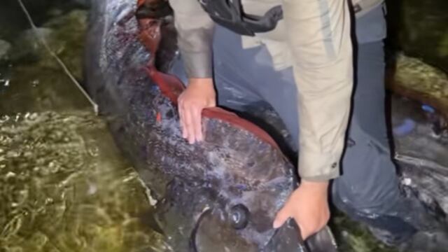 Peces remo en México