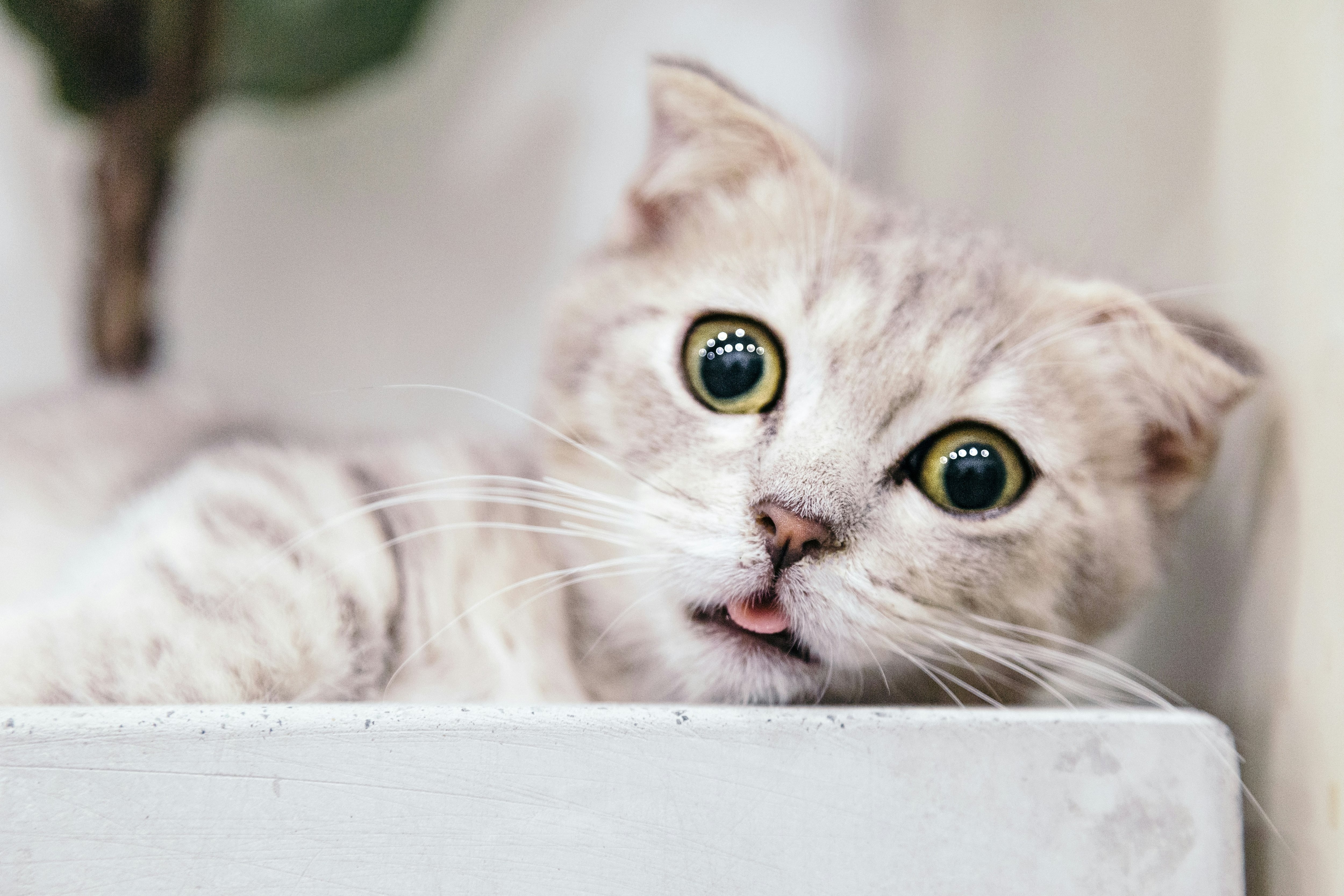 ¿Por qué se celebra tres días el Día Internacional del Gato?