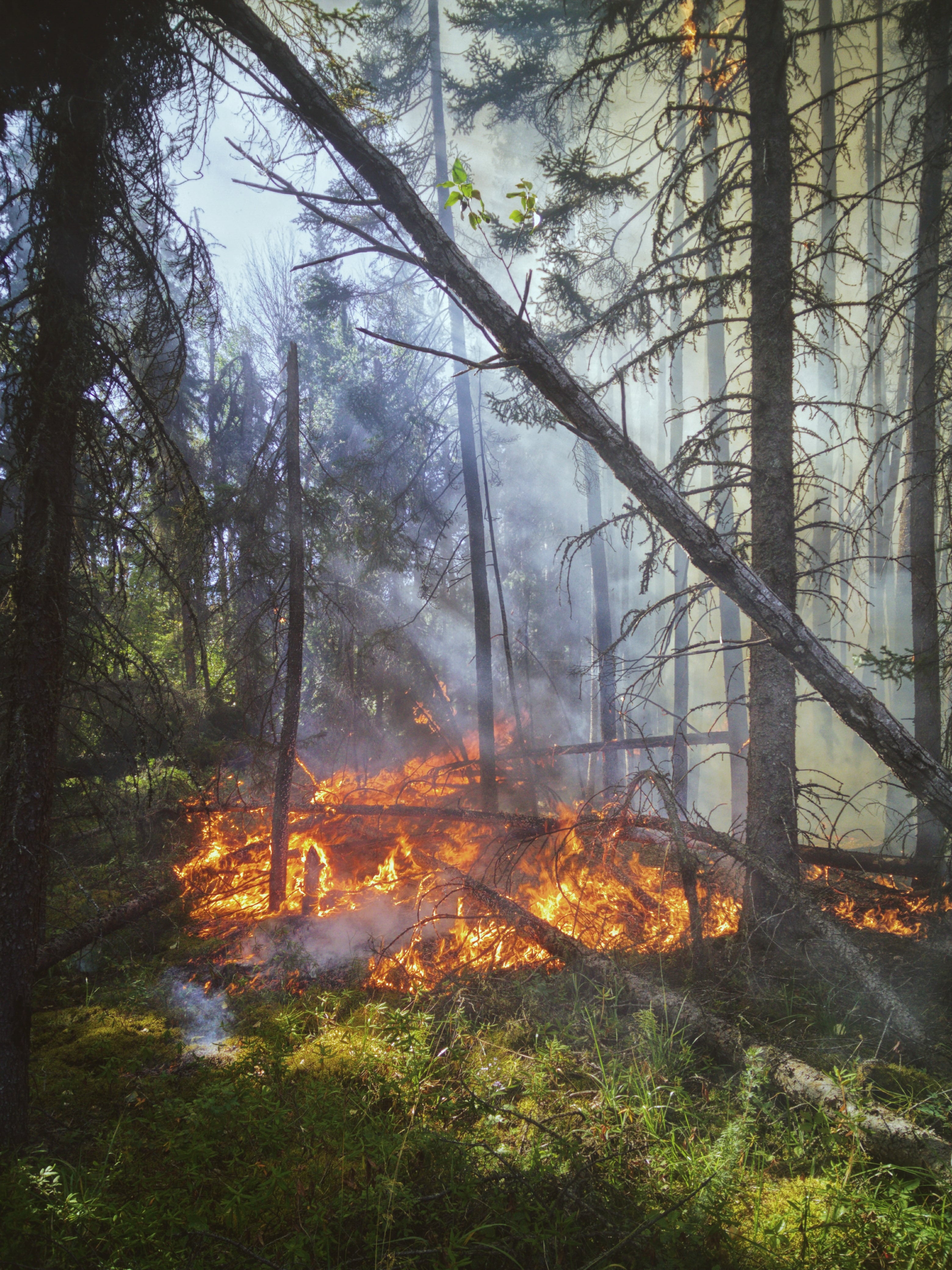 Este 18 de agosto se conmemora el Día mundial de la Prevención de Incendios Forestales