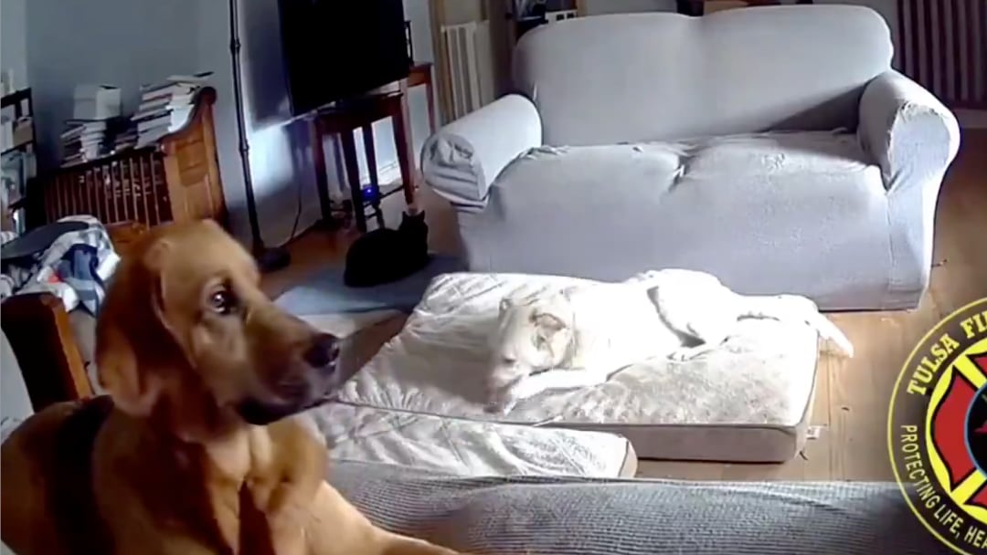 Perro incendia su casa