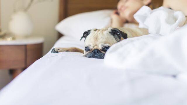 Mujer durmiendo con perro