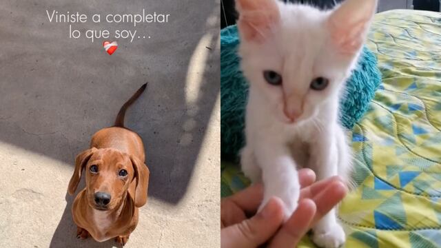 TikTok se inspira en Acróstico de Shakira para el trend más bonito con perritos y gatitos