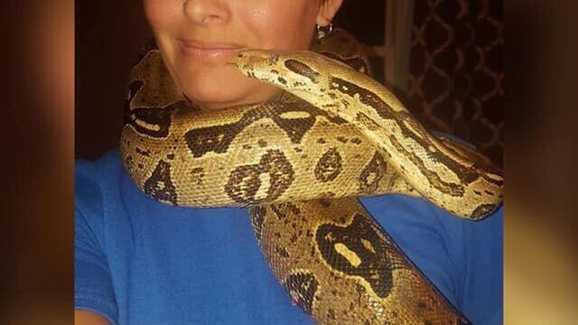 Laura Hurst muerte serpiente piton