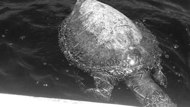 Éste es uno de los ejemplares localizados semanas atrás.