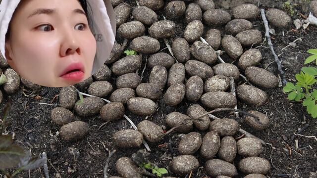 Chingu amiga come popo de Corzo de medicina