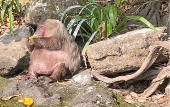 Macaco obeso en Catemaco