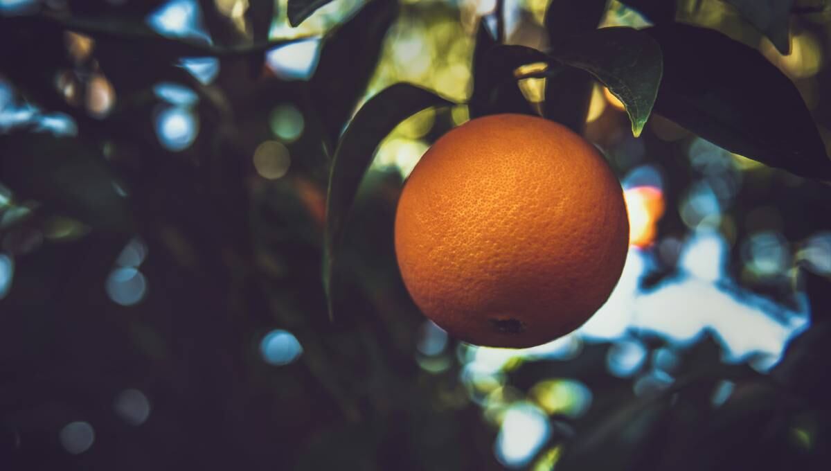 Naranjas