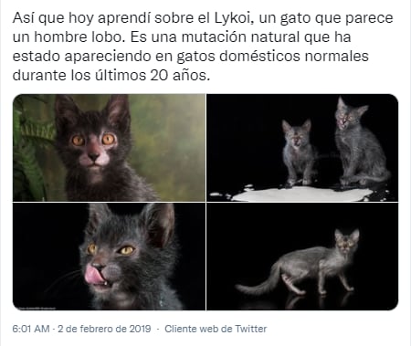 Post sobre Lykoi, una nueva especie de gato.