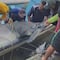 Pescadores de Tabasco atrapan enorme tiburón martillo; este fue su increíble tamaño