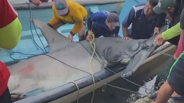 Pescadores de Tabasco atrapan enorme tiburón martillo; este fue su increíble tamaño