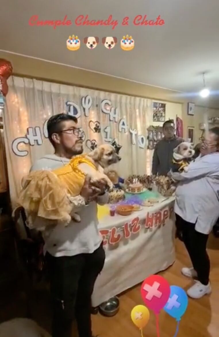 Los perros en su fiesta de cumpleaños