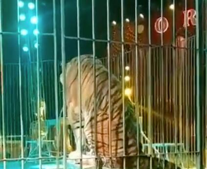 Tigre ataca a su domador