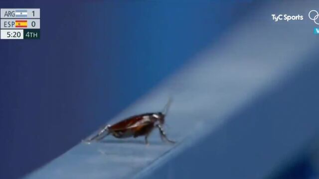 Camarógrafo graba cucaracha