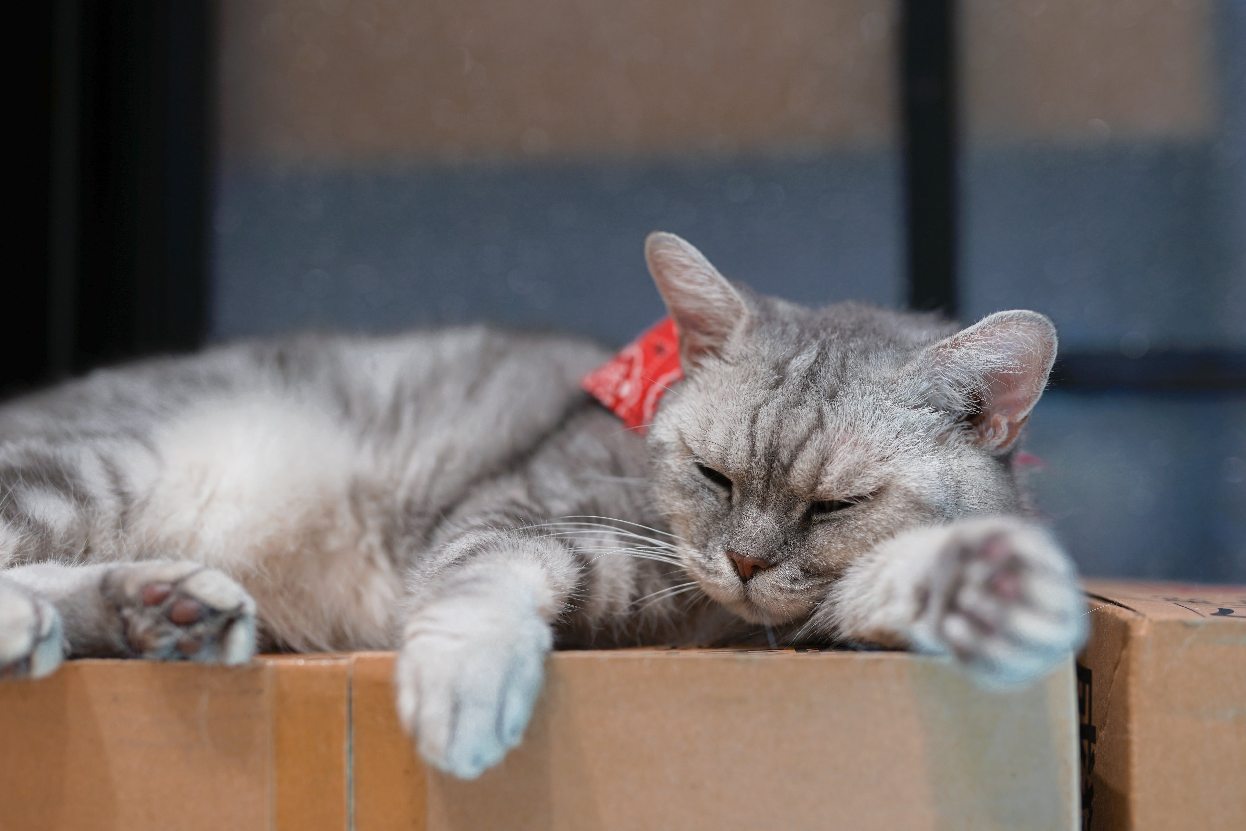 En una caja, los gatos se sienten seguros