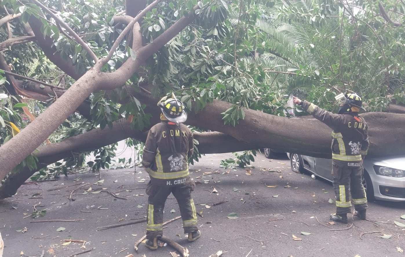 Cae árbol en la colonia Acacias