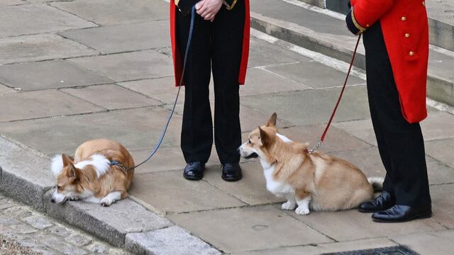 Muick y Sandy, corgis de la reina Isabel II en el funeral