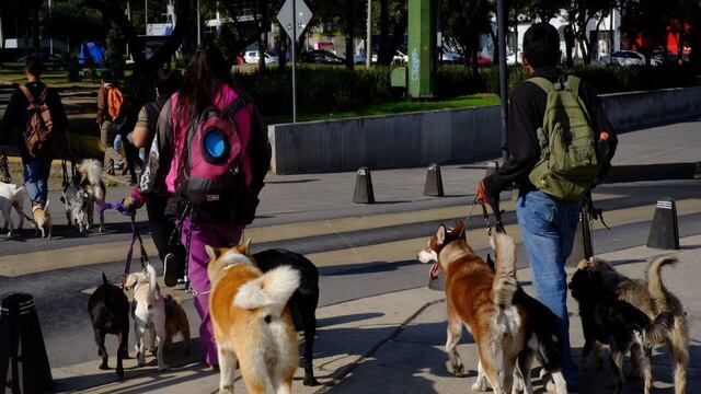 El robo de perros en CDMX ha aumentado.