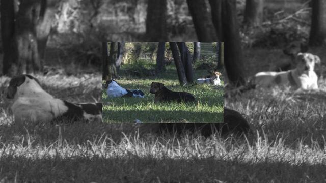 Un hombre apodado 'El Choro' se adjudicó el asesinato de más de 64 animales callejeros y domésticos en Hermosillo, Sonora