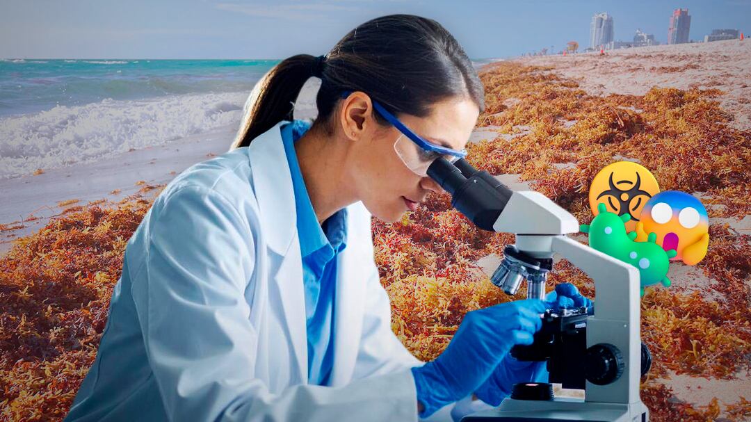 Científicos mexicanos alertan que el sargazo en descomposición podría ser residuo tóxico