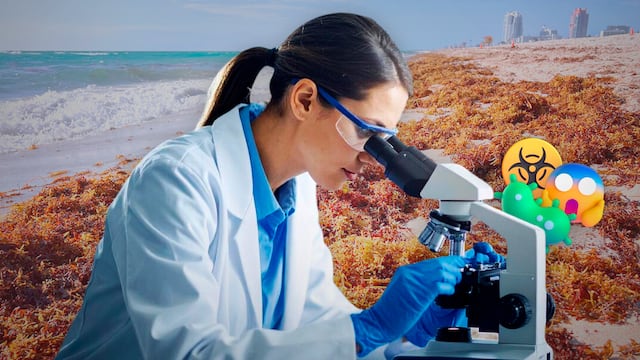 Científicos mexicanos alertan que el sargazo en descomposición podría ser residuo tóxico