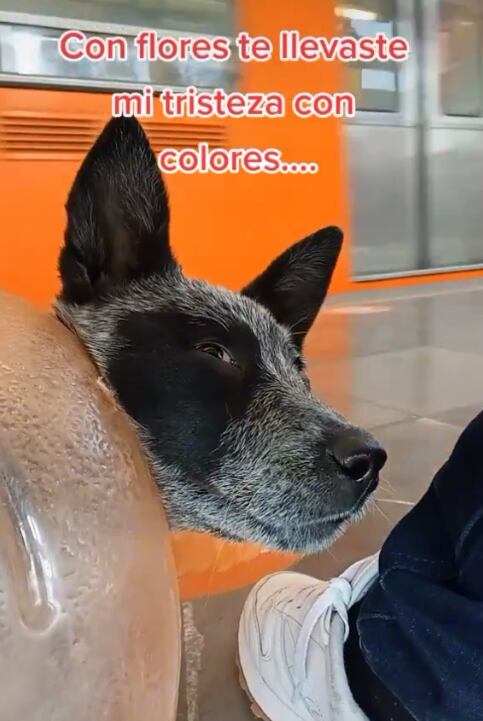 Perrita adentro del garrafón de agua